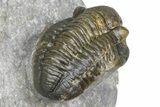 Flying Hollardops Trilobite With Gerastos - Multi-Toned Shell #384186-8